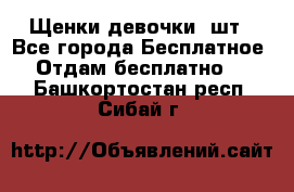 Щенки девочки 4шт - Все города Бесплатное » Отдам бесплатно   . Башкортостан респ.,Сибай г.